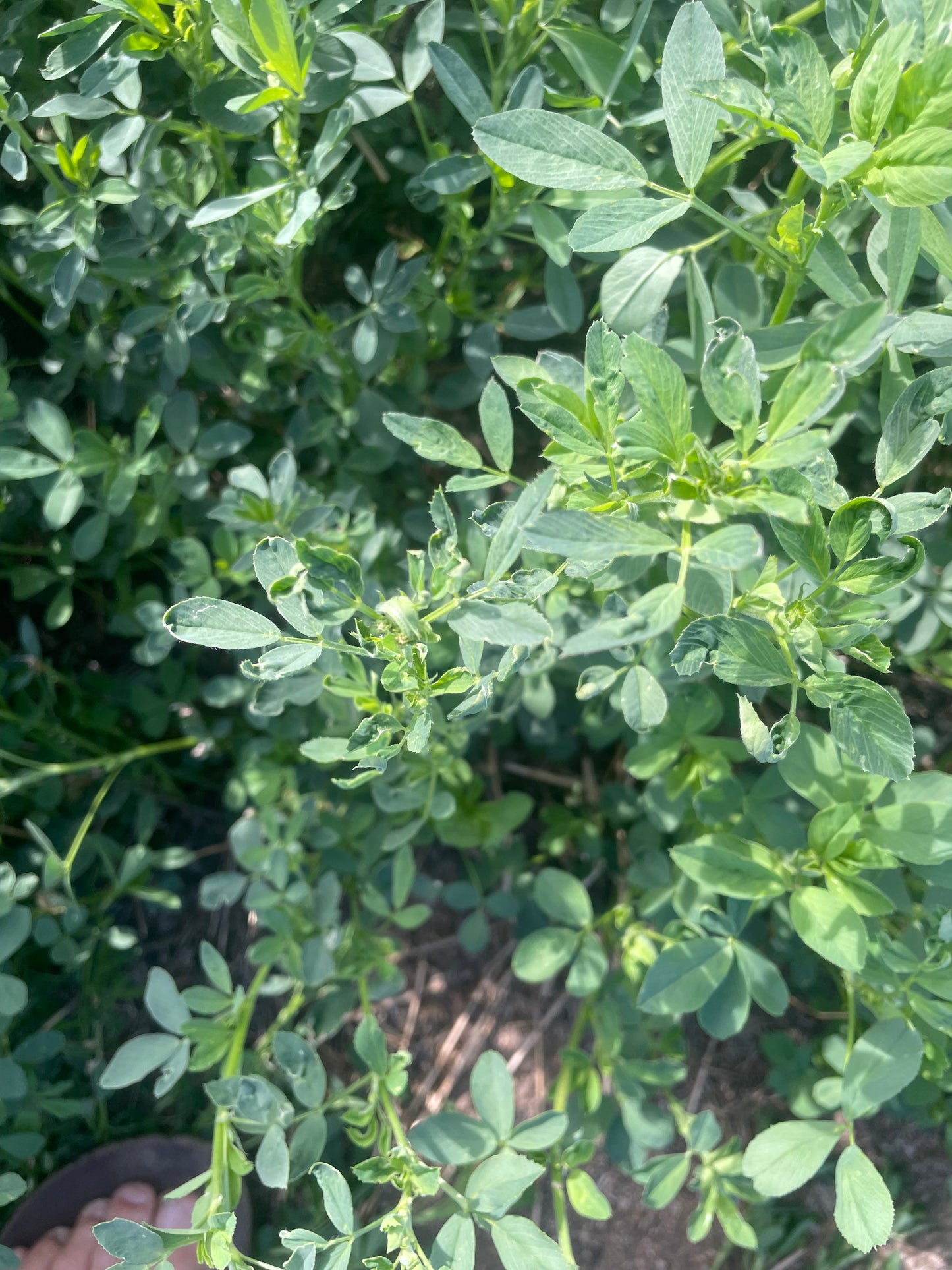 2024 3rd Cut Alfalfa Bundles - Slightly Damaged