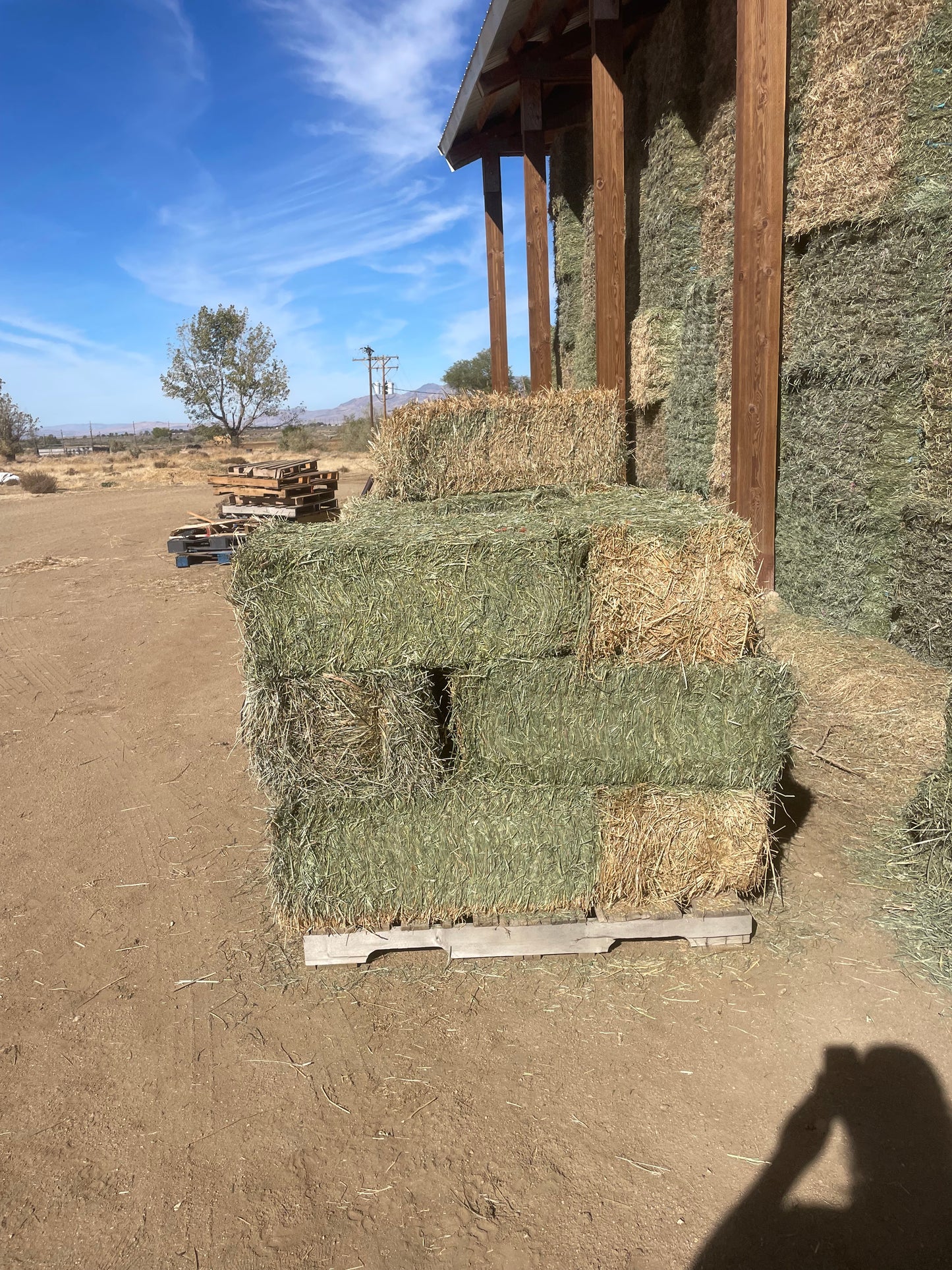 Teff Cow Hay