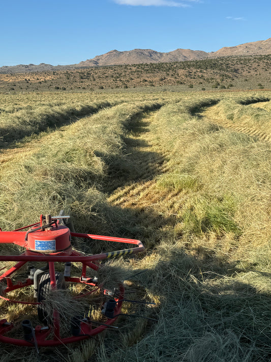 2024 Teff Bundles