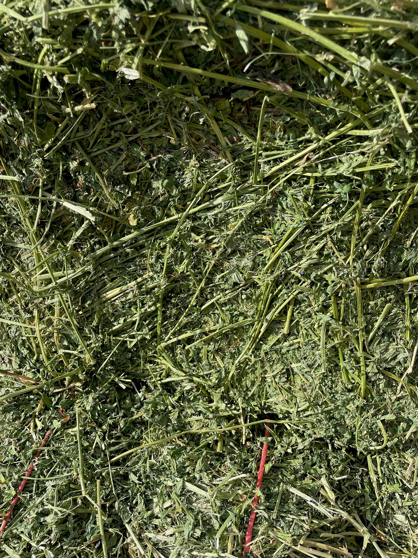 2025 2nd Cutting Alfalfa Bundles (14)