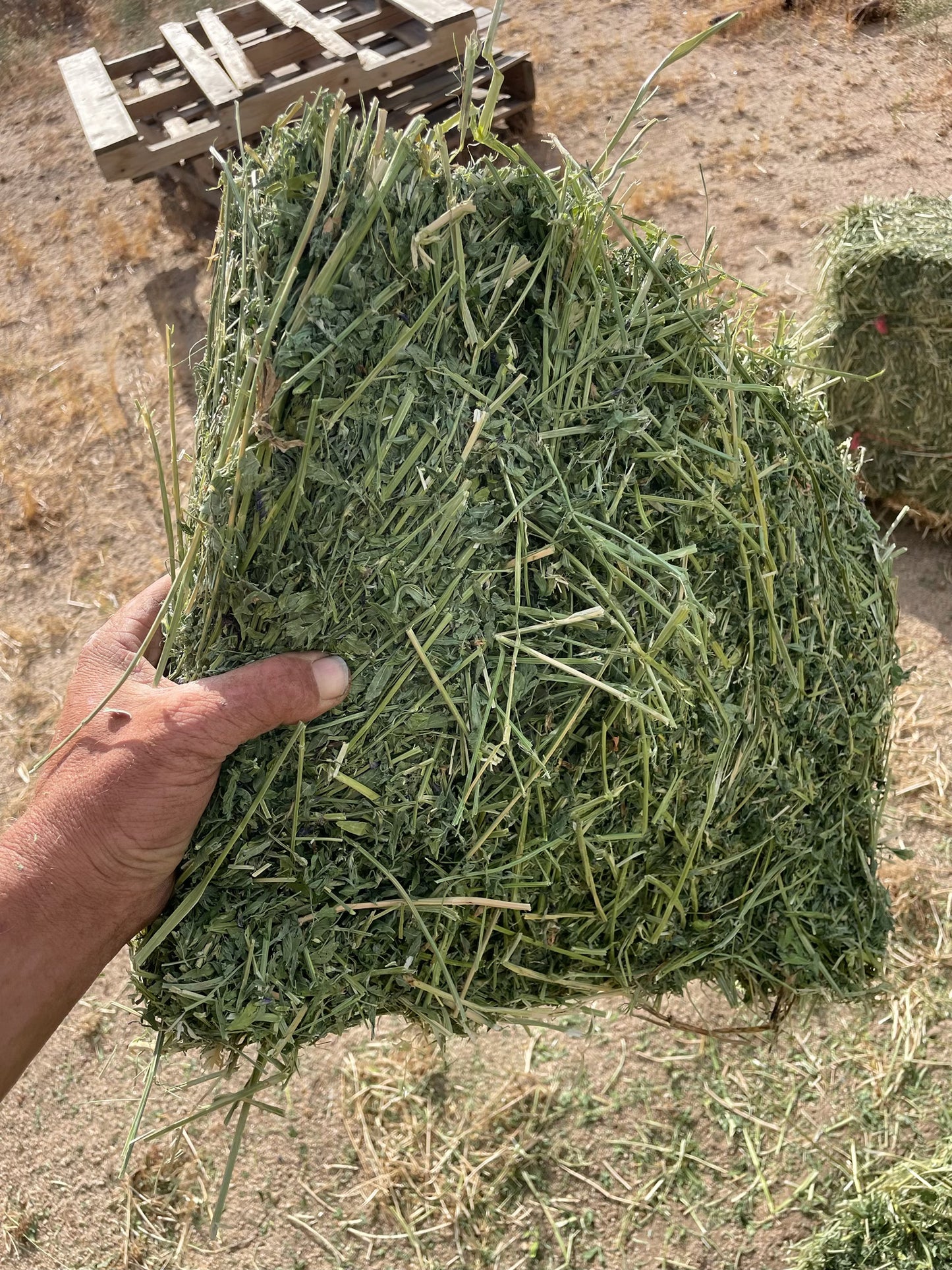 2025 2nd Cutting Alfalfa Bundles (14)