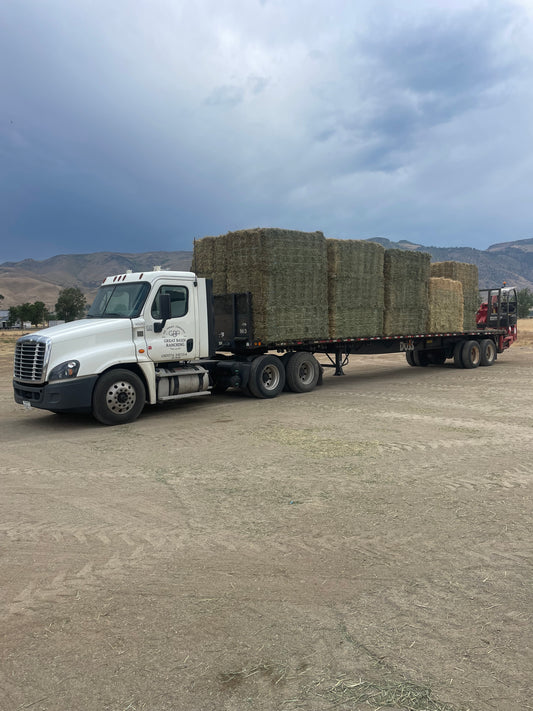 2024 1st Cut Teff Big Bales