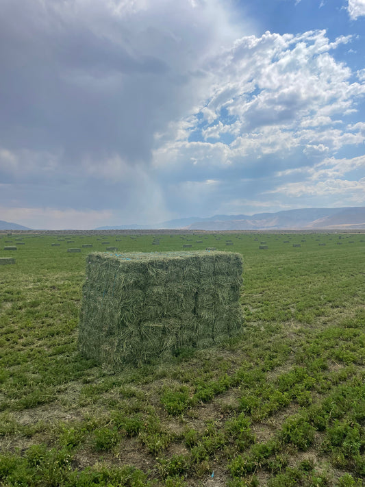 2024 Orchard Grass Bundles